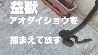 閲覧注意　家の守り神アオダイショウを捕獲、そして生まれた土地に帰す
