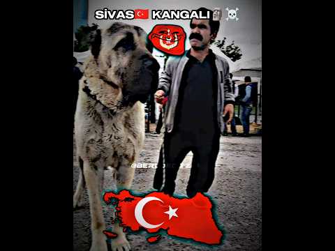 |•Sivas🇹🇷 Kangalı☠️🗿Çaycı Hüseyin🇹🇷•| #usa #germany #türkiye #russia #uk #india #indonesia