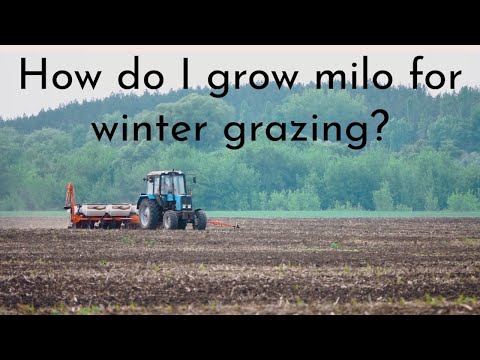 How do I grow milo for winter grazing? | Rusty Lee
