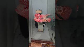 Download lagu Ikan Flowerhorn Premium! Tersedia hanya dengan 3***! Harga terbaik terjamin! 🧿 #flowerhorn #flowerhornfish #swami mp3 Download lagu Ikan Flowerhorn Premium! Tersedia hanya dengan 3***! Harga terbaik terjamin! 🧿 #flowerhorn #flowerhornfish #swami mp3