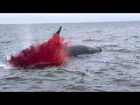 Whale Explodes!