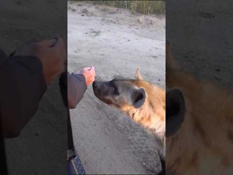 🚘🦝 “Sırtlan Arabaya Yaklaşınca Dondu Kaldı! Neden mi? Çünkü Onu Dev Bir Yırtıcı Sandı 😮🔥”