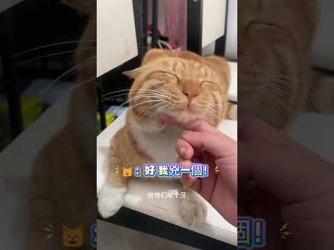 主人：來給牠們看看你兇狠的樣子😼  🐱：好~那我兇一個💢嗷嗚！網友：這貓看上去慈眉善目的🤣 #cat #cute #shorts #funny #cutecat