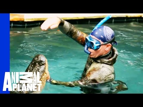 An Unwelcome, 10 Foot Long Pool Guest | Gator Boys