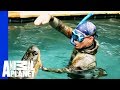 An Unwelcome 10 Foot Long Pool Guest Gator Boys