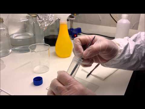 Sowing Pleione orchid seeds from green seed pods on to agar media