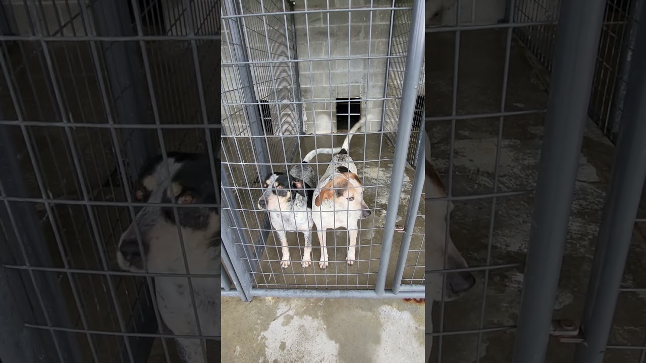 Enlarge Liza Jane, a ADOPTABLE Bluetick Coonhound in Michigan City, IN video 3/6