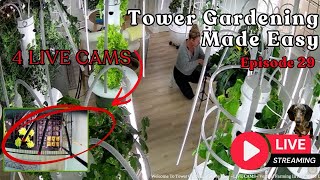 Tower Gardening Made Easy LIVE CAM #towergarden #hydroponicgardening #garden #farm #aeroponic