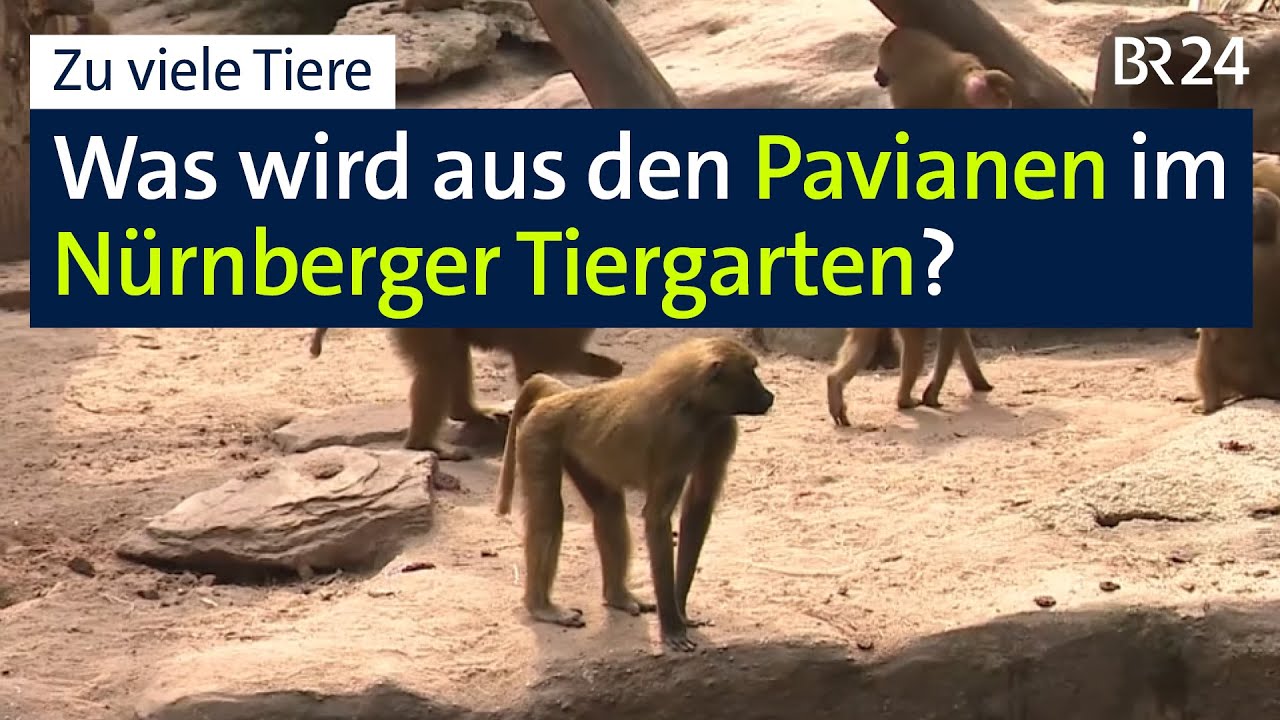 Affen töten? Was wird aus den Pavianen im Nürnberger Tiergarten? | BR24