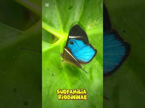 Mariposa ojos de gatoMesosemia mevaniaFamilia Riodinidaesubfamilia Riodininae#caldasantioquia#insect