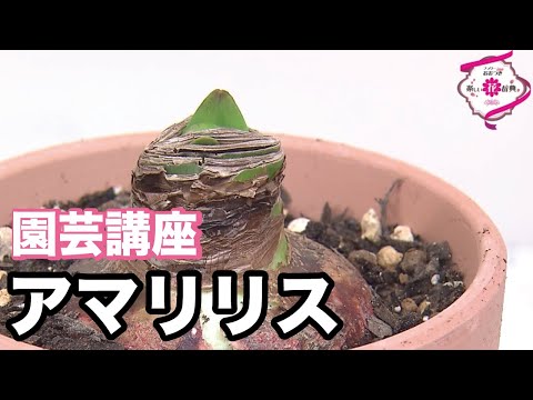 開花のピークを達成するために、鉢の中のアマリリスにうまく水をやる方法は？  庭園