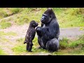 Funniest Animal Videos Of 2025 Ever