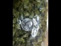 Frankie Paul - Pass The Tu Sheng Peng/Mikey Spice & Shabba Ranks - Kshung Peng - Golden State Of Kind Frankie Paul - Pass The Tu Sheng Peng/Mikey Spice & Shabba Ranks - Kshung Peng