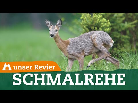 Unterschied zwischen Schmalreh und Ricke | Weibliches Rehwild ansprechen | unser Revier | #59