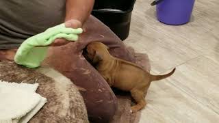 How to wash1 month old puppy and remove fleas