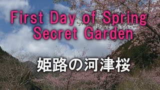 &quot;First Day of Spring&quot;,from Secret Garden / 姫路の河津桜