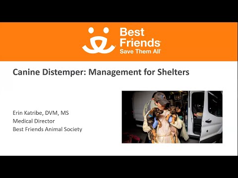 Canine Distemper: Management for Shelters webinar