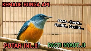 Download lagu PANCINGAN BURUNG KEMADE BUNGA API, SEKALI PUTAR PASTI NYAUT.. mp3