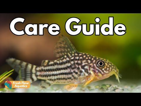Ultimate Cory Catfish Care Guide - AKA Corydoras