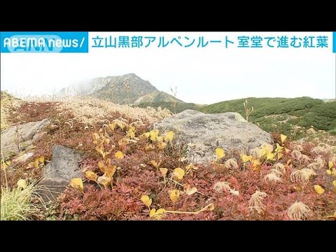 赤いもみじ 植物