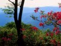 Love Is A Many-Splendored Thing - Johnny Mathis