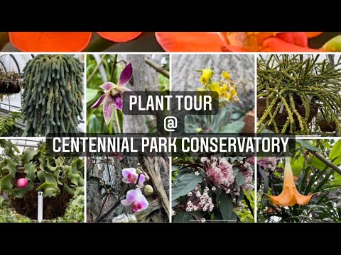 Plant tour @ Centennial Park Conservatory