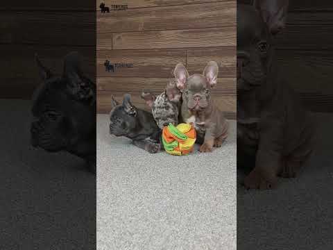 Video 6