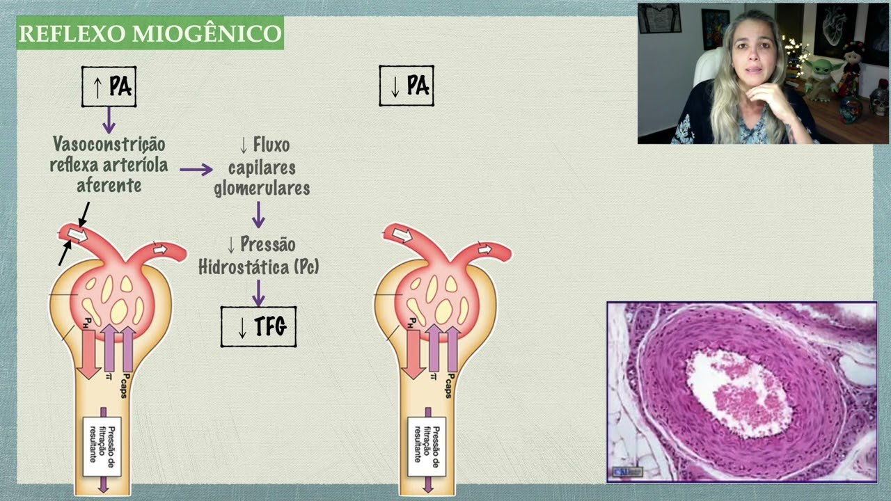 Regulação da TFG: Reflexo Miogênico