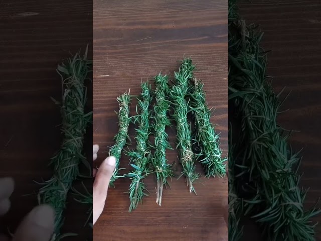 Vídeo relacionado con HOSTENATURA Sahumerio Orgánico Ruda Nativa y Romero con Hojas de Romero Aromanza Argentina - 6 Varillas Naturales - contra Envidia