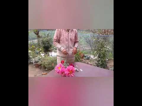 Bouquet making||Cut flowers ||flowers farming ||Nabanita's Gardening