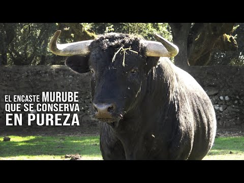 Toro Bravo de puro encaste Murube Ganaderia de toros bravos El Canario 2021