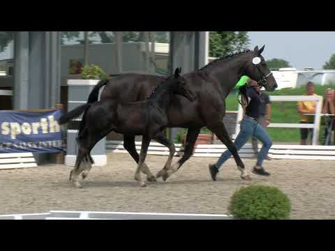 Gr. Austing, Donier-Sandro Hit-Rubinstein