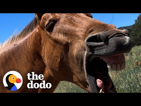 "Zorse" Thanks His Rescuer In The Sweetest Way | The Dodo