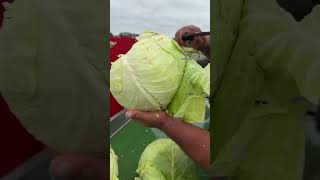 Download lagu sejarah singkat kubis #shortsfeed #fyp #pertanian #brassica #shorts #pertanianmodern #bertani mp3 Download lagu sejarah singkat kubis #shortsfeed #fyp #pertanian #brassica #shorts #pertanianmodern #bertani mp3