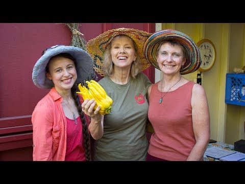 download lagu mp3 mp4 Summer Frolic Tomatoes, download lagu Summer Frolic Tomatoes gratis, unduh video klip Summer Frolic Tomatoes