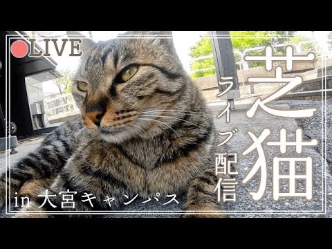 芝猫ライブ配信秋🍂