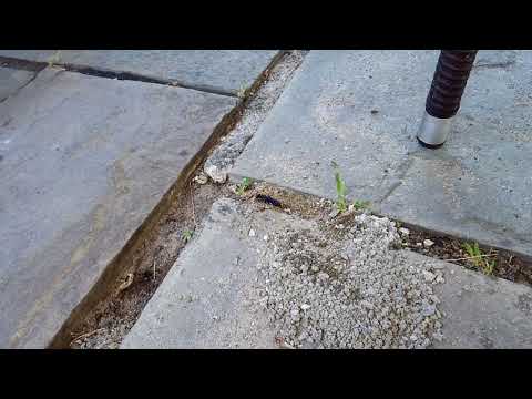 Blue Mud Dauber Wasp Found in Barnegat, NJ