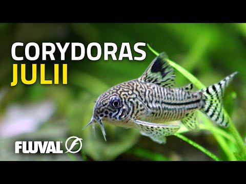 Species Spotlight | Julii Corydoras