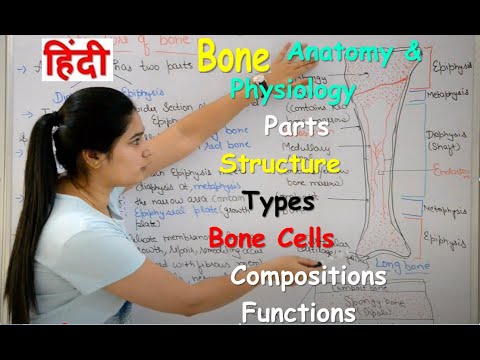 Bone Anatomy and Physiology in Hindi | Bone cells | compositions | Types | Structure | Functions