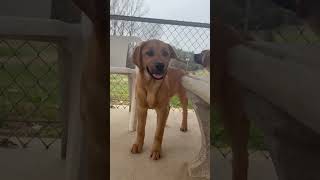 Video preview image #1 Mutt Puppy For Sale in Rustburg, VA, USA