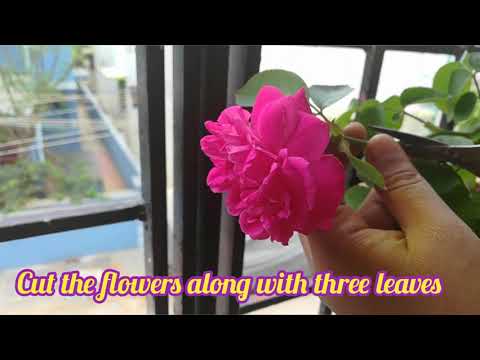 How to get more flowers from rose plant