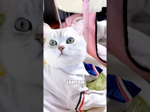 Kucing Jantan Akhirnya Bertemu Keluarga Kecilnya 🥺💕 #shorts #kucing