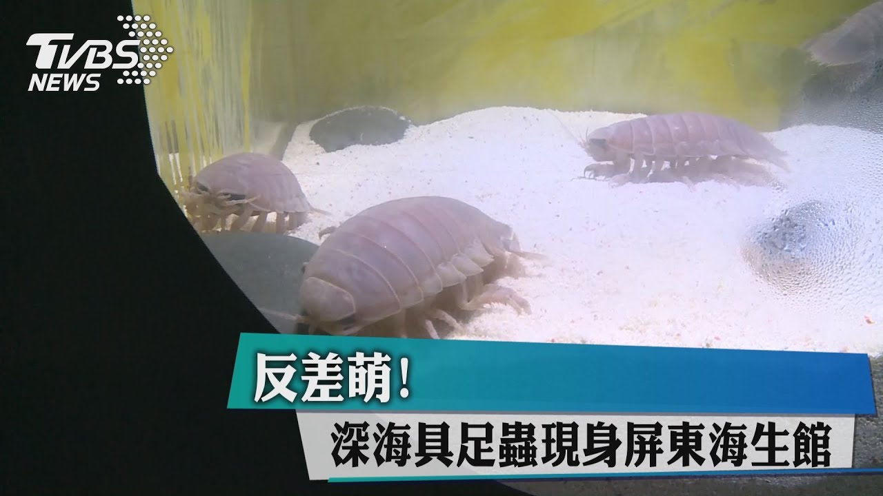 反差萌！　深海具足蟲現身屏東海生館