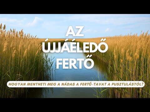 Hogyan mentheti meg a nádas a Fertő-tavat a pusztulástól?