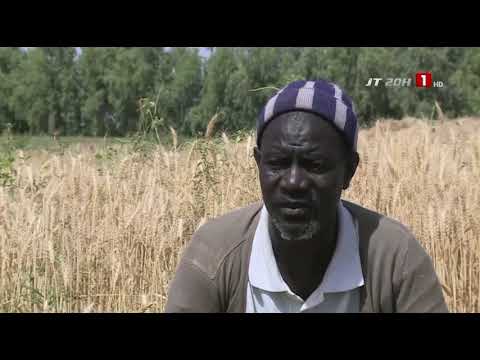 MATAM | Cultiver du blé de qualité, c'est bien possible