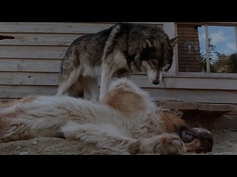 White Fang vs Buck | White Fang (1991)