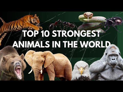 Top 10 Strongest Animals in the World