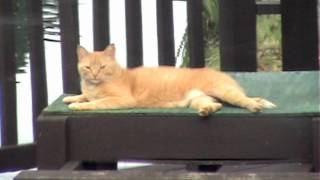 "Why Shouldn't We"(Cover)