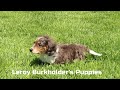 Miniature Dachshund dogs for sale: Victor - Video 1