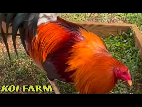 Sweater Yellow leg hatch Kelso - KOI Farm